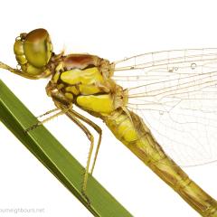 MYN Common Darter 2 